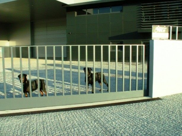 Foto 2 de Cinosegur - Cães de Segurança Lda
